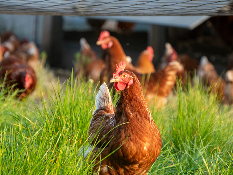 Poultry Farm